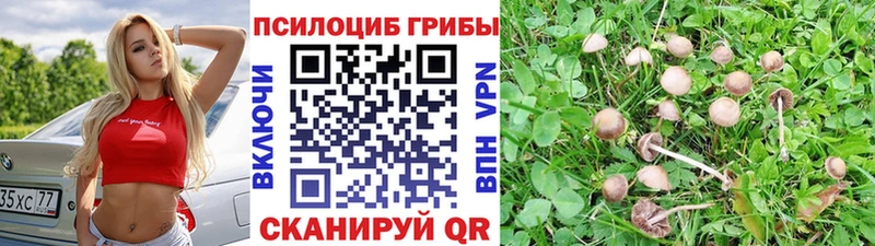 кракен ТОР  Пушкино  Галлюциногенные грибы Psilocybine cubensis 
